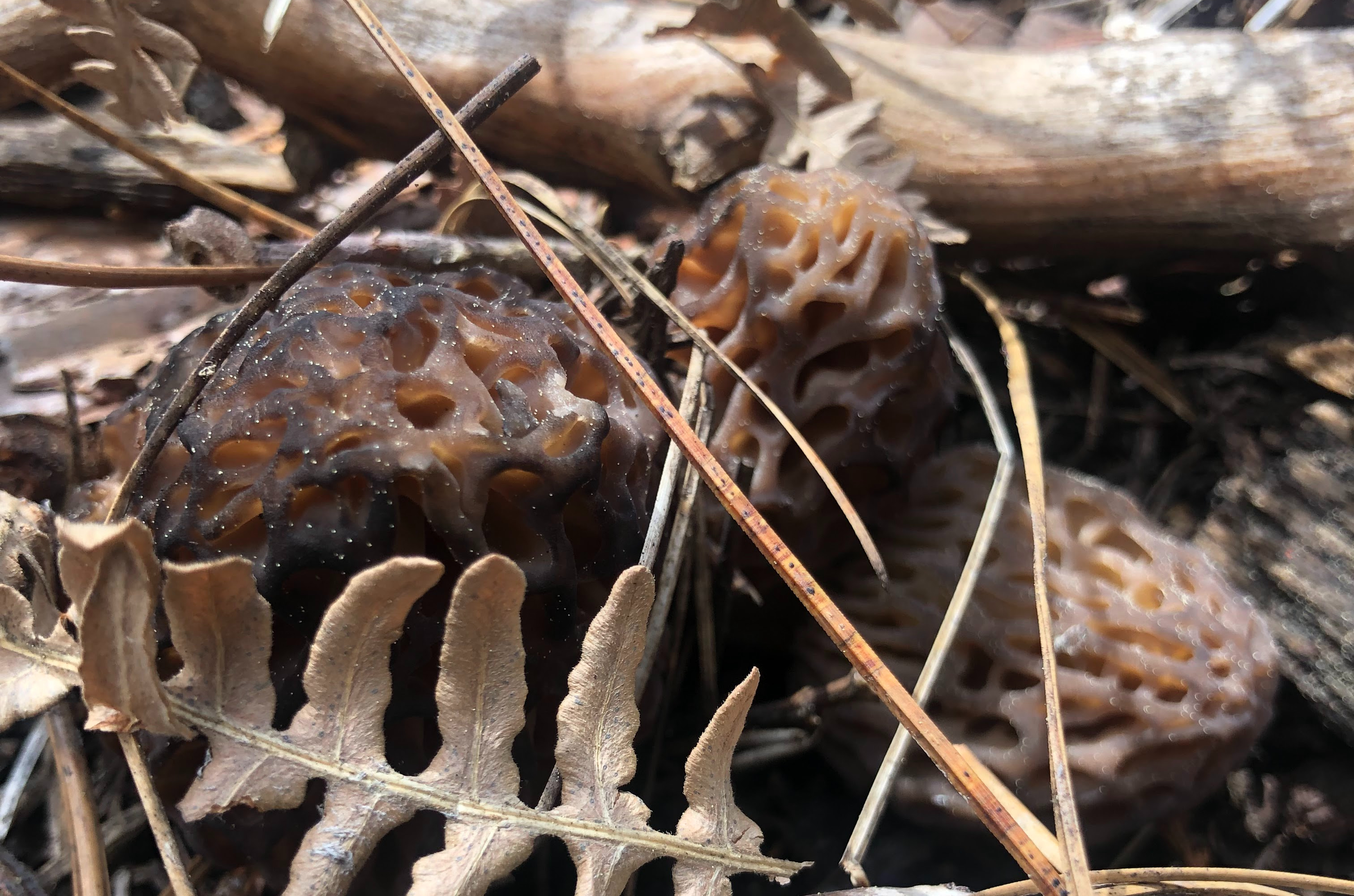 three dark brown morels peeking out from dead fern leaves and pine needles